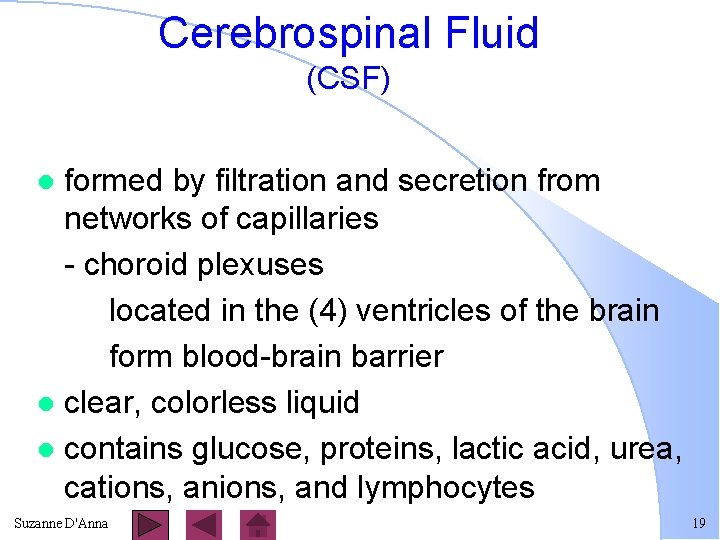 Cerebrospinal Fluid (CSF) formed by filtration and secretion from networks of capillaries - choroid