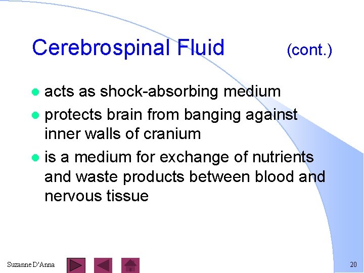 Cerebrospinal Fluid (cont. ) acts as shock-absorbing medium l protects brain from banging against