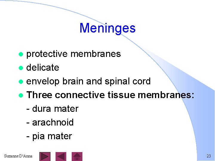 Meninges protective membranes l delicate l envelop brain and spinal cord l Three connective
