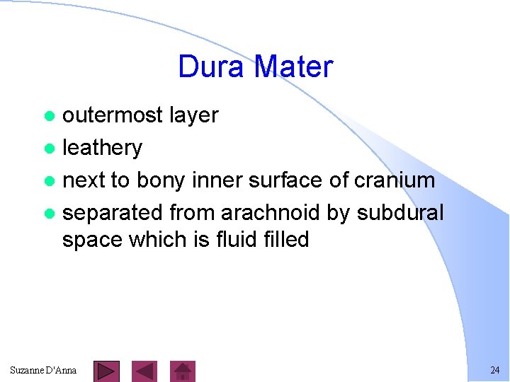 Dura Mater outermost layer l leathery l next to bony inner surface of cranium