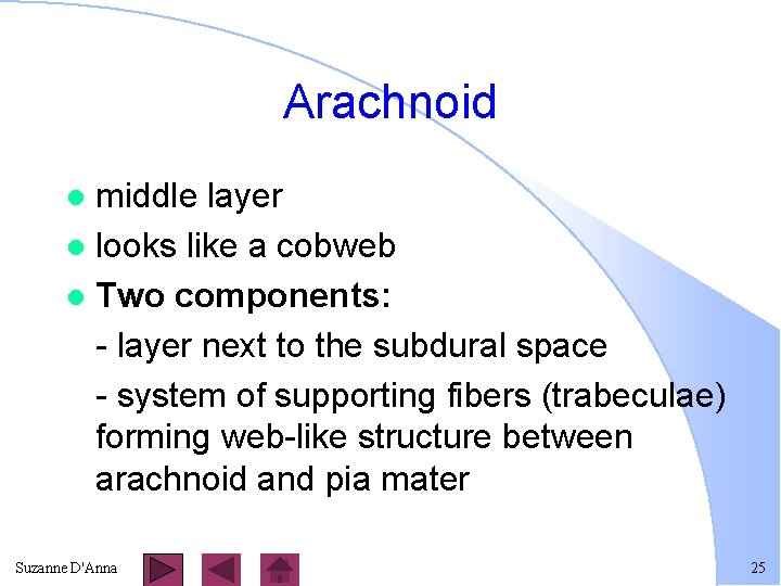 Arachnoid middle layer l looks like a cobweb l Two components: - layer next