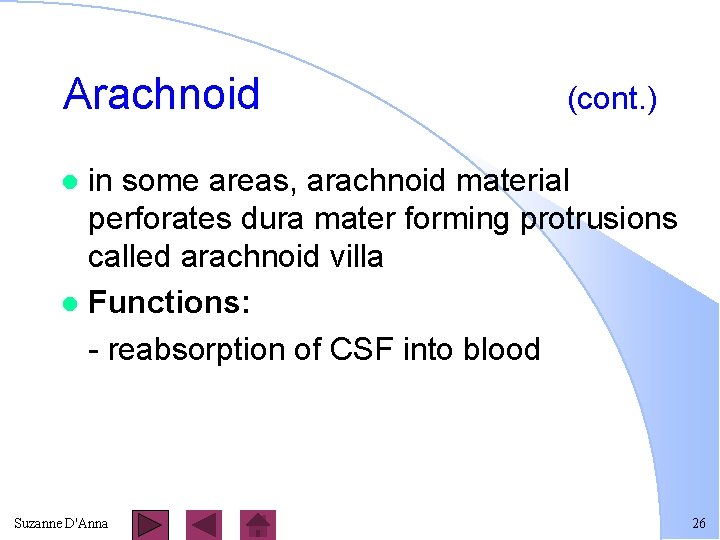 Arachnoid (cont. ) in some areas, arachnoid material perforates dura mater forming protrusions called