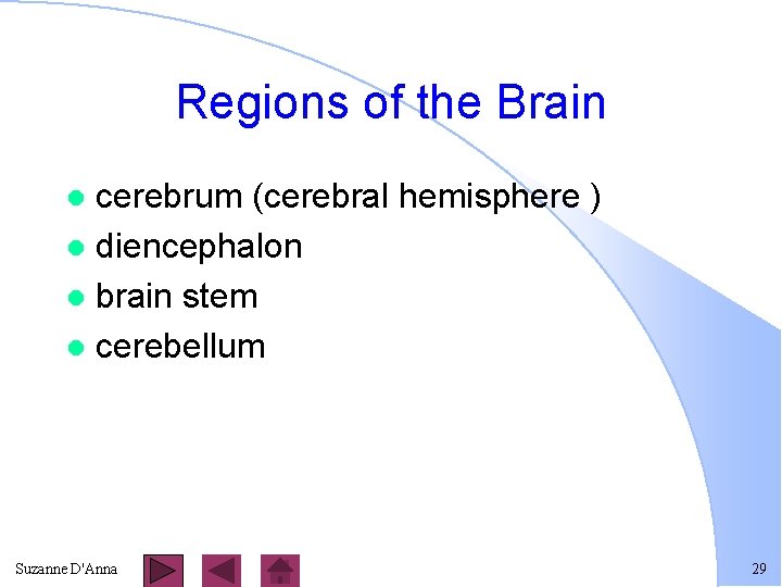 Regions of the Brain cerebrum (cerebral hemisphere ) l diencephalon l brain stem l