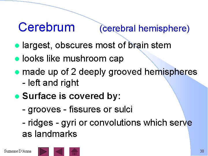 Cerebrum (cerebral hemisphere) largest, obscures most of brain stem l looks like mushroom cap