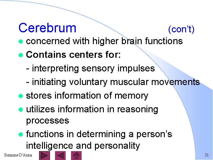 Cerebrum (con’t) l concerned with higher brain functions l Contains centers for: - interpreting