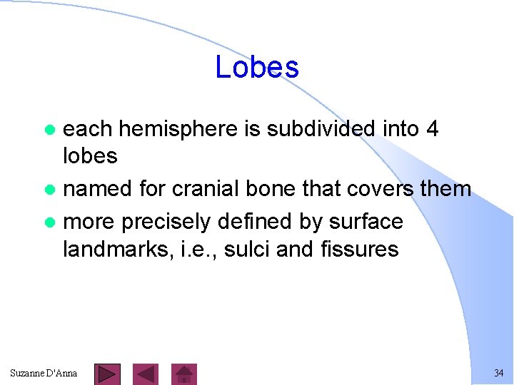 Lobes each hemisphere is subdivided into 4 lobes l named for cranial bone that