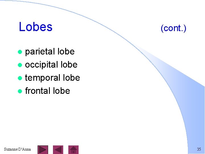 Lobes (cont. ) parietal lobe l occipital lobe l temporal lobe l frontal lobe