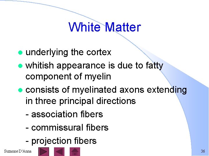 White Matter underlying the cortex l whitish appearance is due to fatty component of