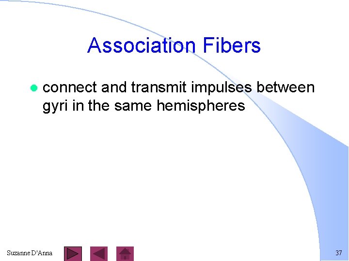 Association Fibers l connect and transmit impulses between gyri in the same hemispheres Suzanne