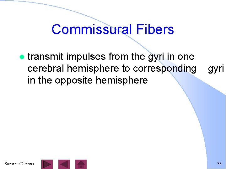 Commissural Fibers l transmit impulses from the gyri in one cerebral hemisphere to corresponding