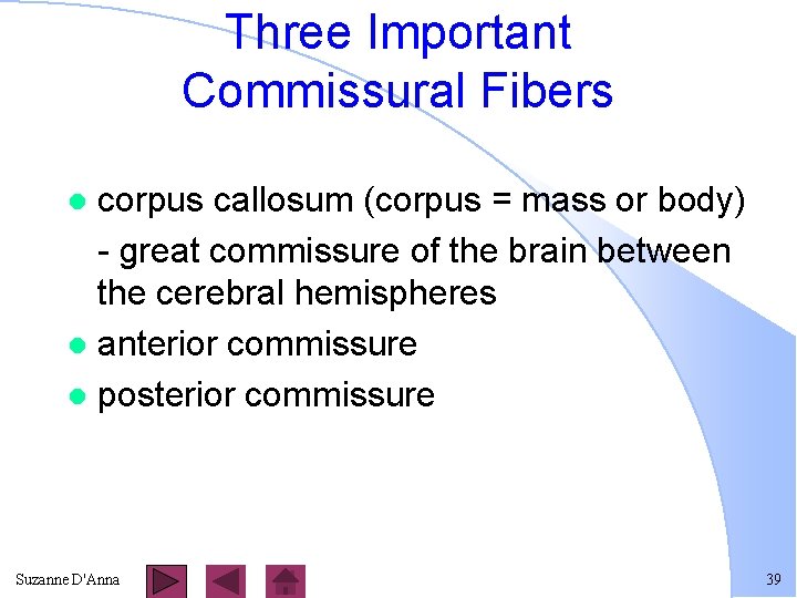 Three Important Commissural Fibers corpus callosum (corpus = mass or body) - great commissure