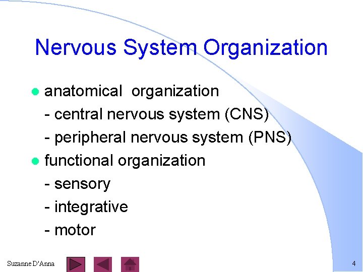 Nervous System Organization anatomical organization - central nervous system (CNS) - peripheral nervous system