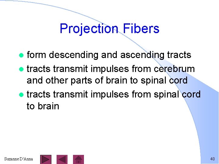 Projection Fibers form descending and ascending tracts l tracts transmit impulses from cerebrum and