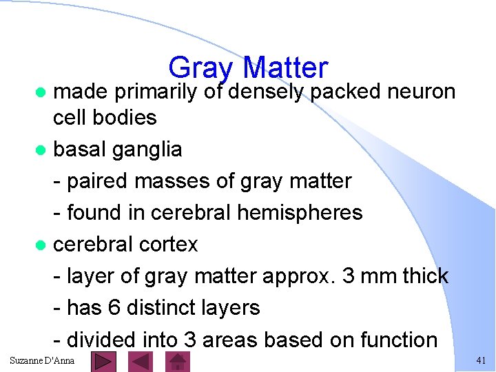 Gray Matter made primarily of densely packed neuron cell bodies l basal ganglia -