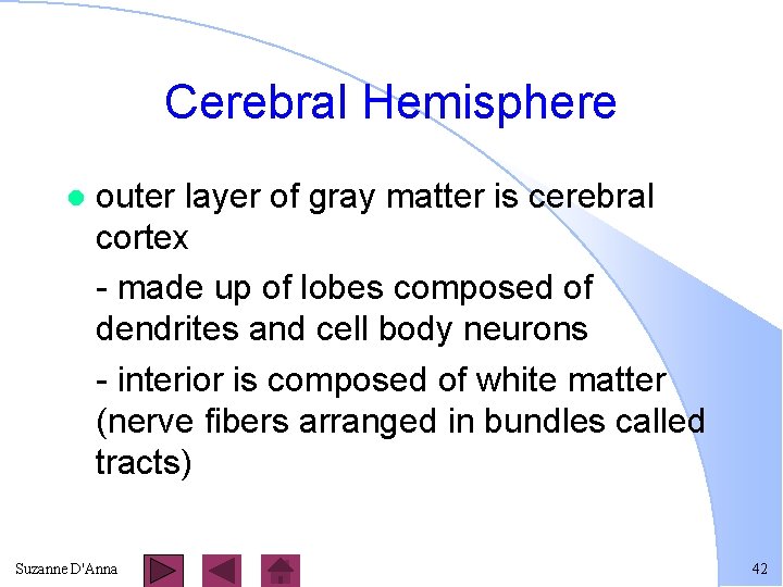 Cerebral Hemisphere l outer layer of gray matter is cerebral cortex - made up