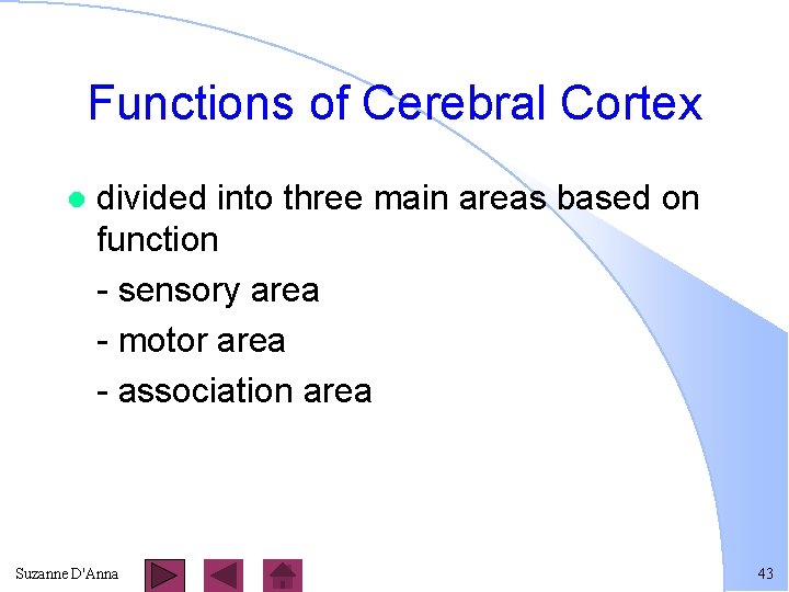 Functions of Cerebral Cortex l divided into three main areas based on function -