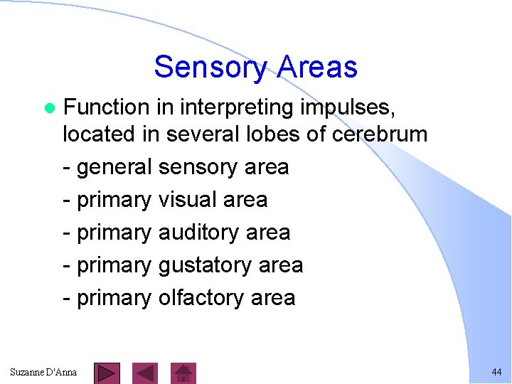 Sensory Areas l Function in interpreting impulses, located in several lobes of cerebrum -
