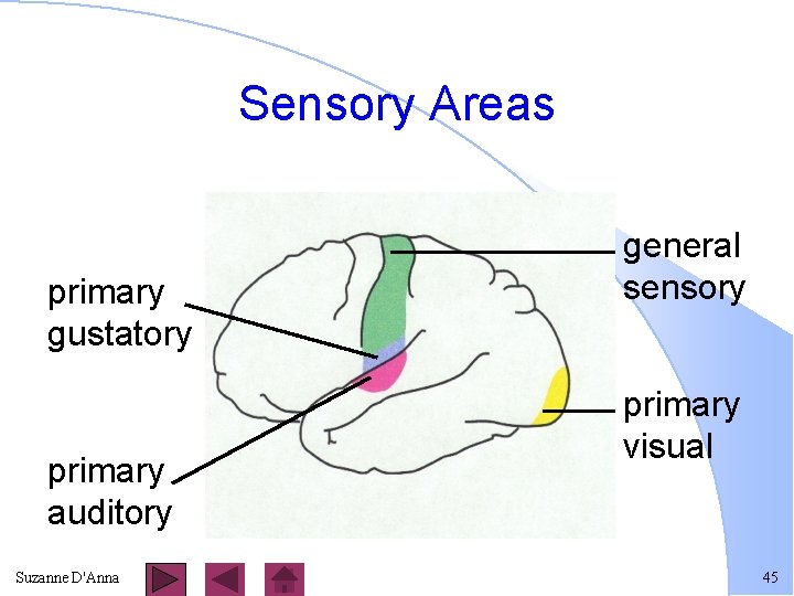 Sensory Areas primary gustatory primary auditory Suzanne D'Anna general sensory primary visual 45 