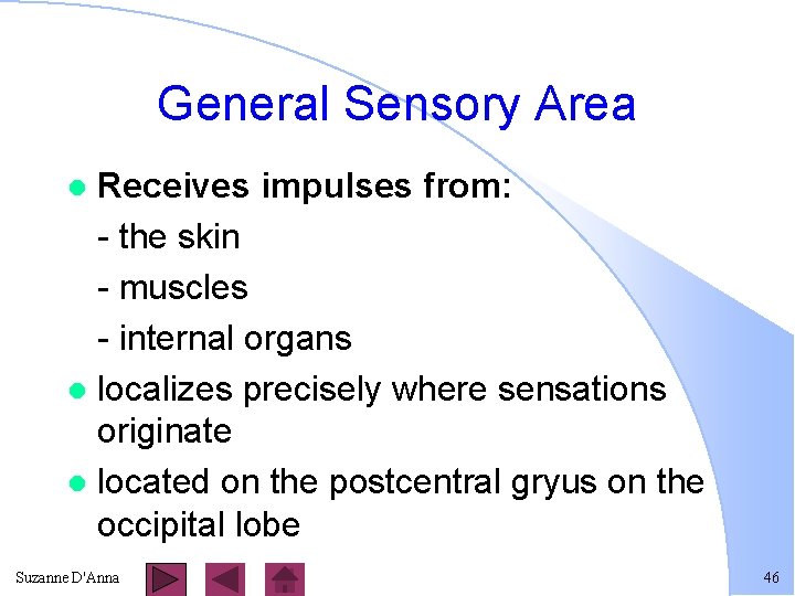 General Sensory Area Receives impulses from: - the skin - muscles - internal organs