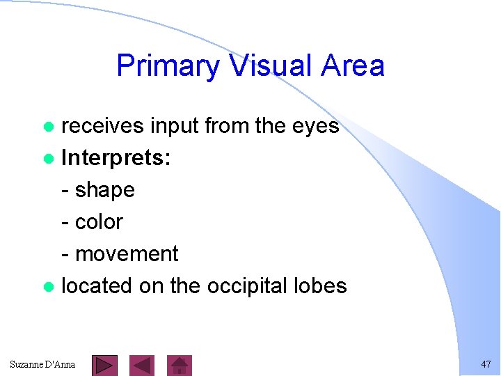 Primary Visual Area receives input from the eyes l Interprets: - shape - color