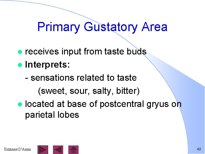 Primary Gustatory Area receives input from taste buds l Interprets: - sensations related to