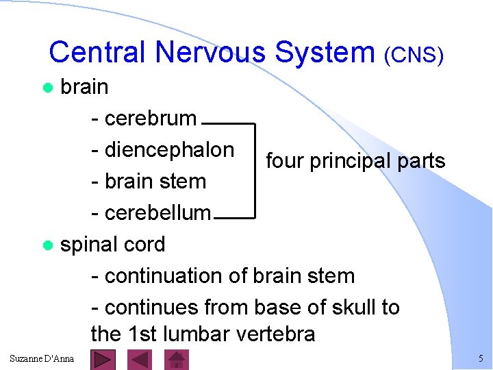 Central Nervous System (CNS) brain - cerebrum - diencephalon four principal parts - brain