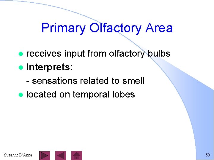 Primary Olfactory Area receives input from olfactory bulbs l Interprets: - sensations related to