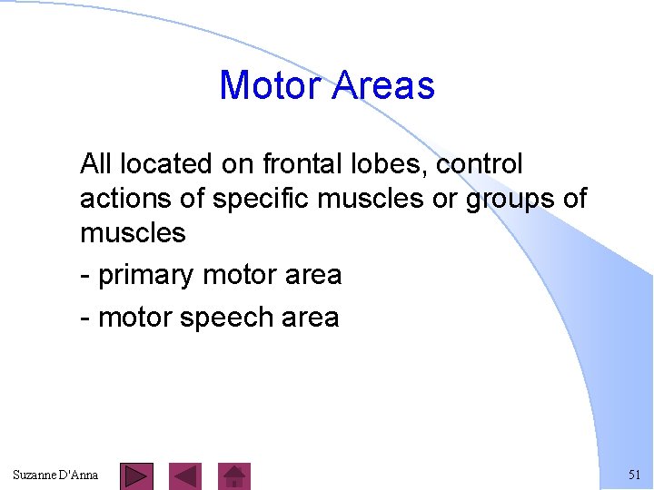 Motor Areas All located on frontal lobes, control actions of specific muscles or groups