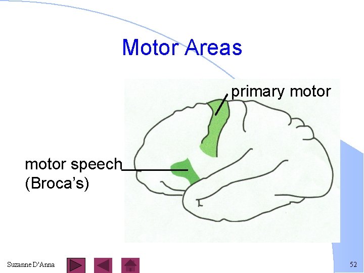 Motor Areas primary motor speech (Broca’s) Suzanne D'Anna 52 