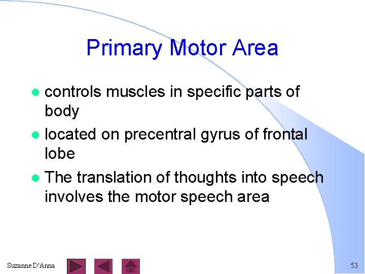 Primary Motor Area controls muscles in specific parts of body l located on precentral
