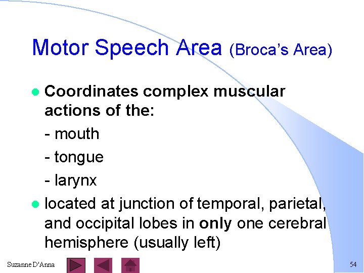 Motor Speech Area (Broca’s Area) Coordinates complex muscular actions of the: - mouth -