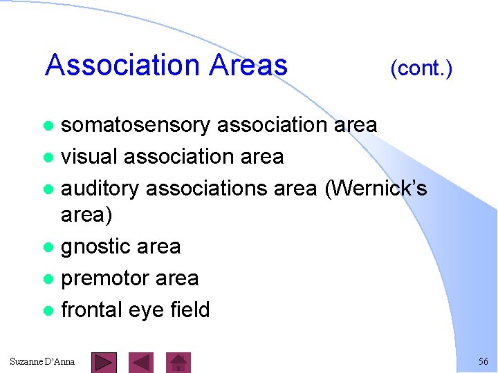 Association Areas (cont. ) somatosensory association area l visual association area l auditory associations