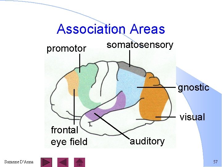 Association Areas promotor somatosensory gnostic visual frontal eye field Suzanne D'Anna auditory 57 