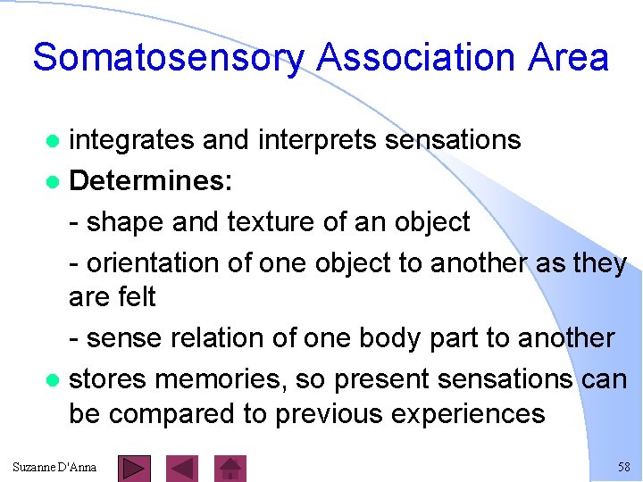 Somatosensory Association Area integrates and interprets sensations l Determines: - shape and texture of