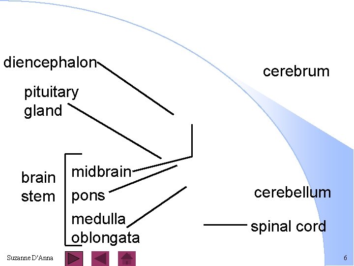 diencephalon cerebrum pituitary gland brain midbrain stem pons medulla oblongata Suzanne D'Anna cerebellum spinal