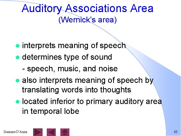 Auditory Associations Area (Wernick’s area) interprets meaning of speech l determines type of sound