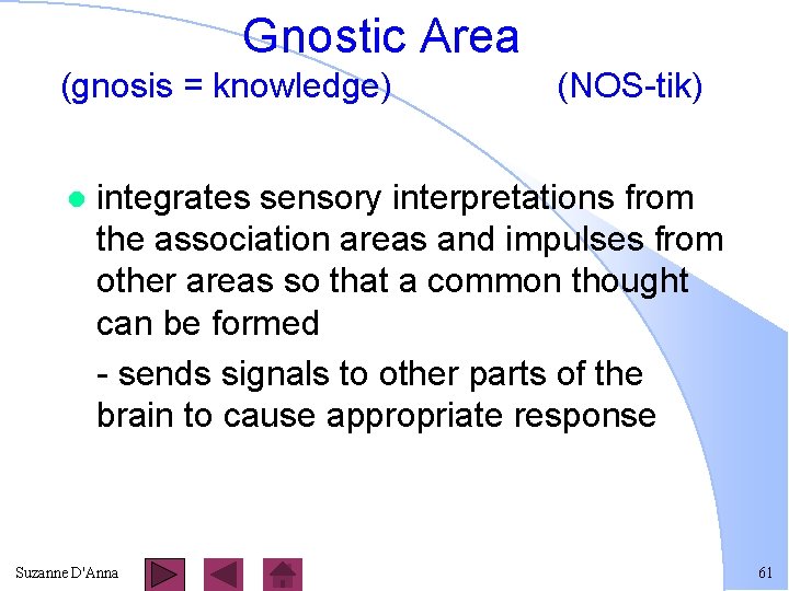 Gnostic Area (gnosis = knowledge) l (NOS-tik) integrates sensory interpretations from the association areas