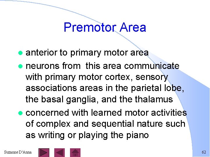 Premotor Area anterior to primary motor area l neurons from this area communicate with