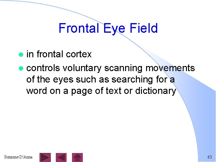 Frontal Eye Field in frontal cortex l controls voluntary scanning movements of the eyes