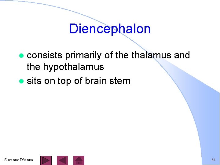 Diencephalon consists primarily of the thalamus and the hypothalamus l sits on top of