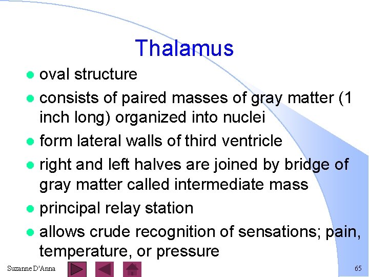 Thalamus oval structure l consists of paired masses of gray matter (1 inch long)