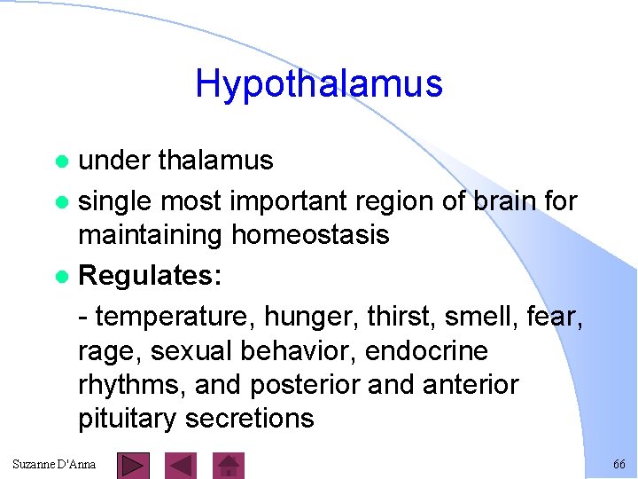 Hypothalamus under thalamus l single most important region of brain for maintaining homeostasis l