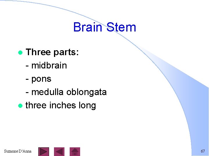 Brain Stem Three parts: - midbrain - pons - medulla oblongata l three inches