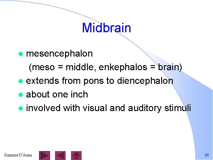 Midbrain mesencephalon (meso = middle, enkephalos = brain) l extends from pons to diencephalon