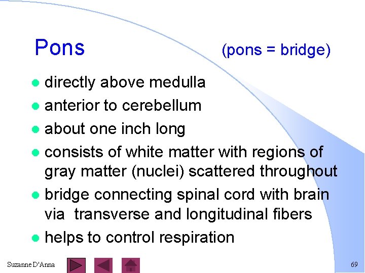 Pons (pons = bridge) directly above medulla l anterior to cerebellum l about one