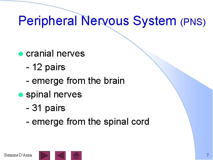 Peripheral Nervous System (PNS) cranial nerves - 12 pairs - emerge from the brain
