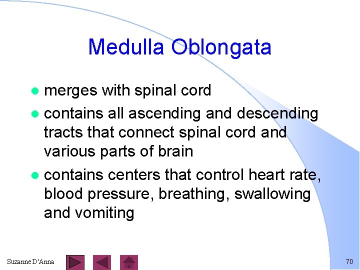 Medulla Oblongata merges with spinal cord l contains all ascending and descending tracts that