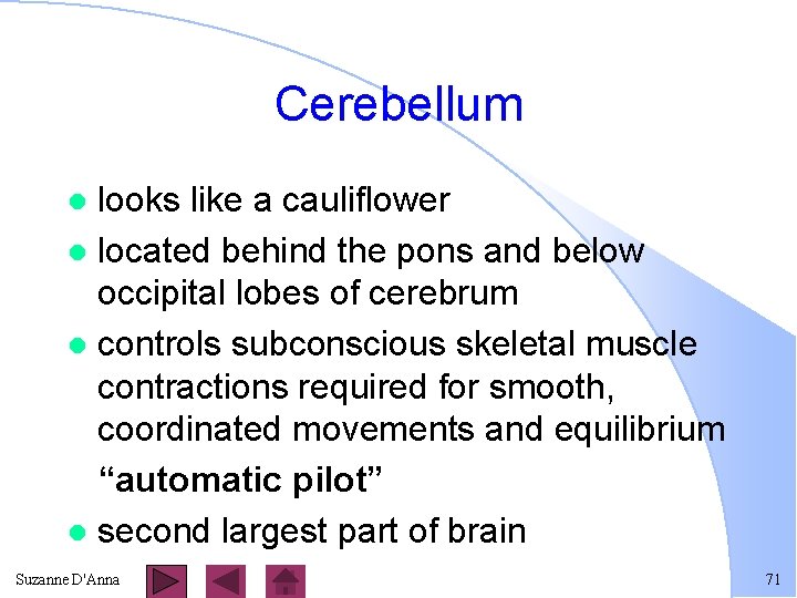 Cerebellum looks like a cauliflower l located behind the pons and below occipital lobes