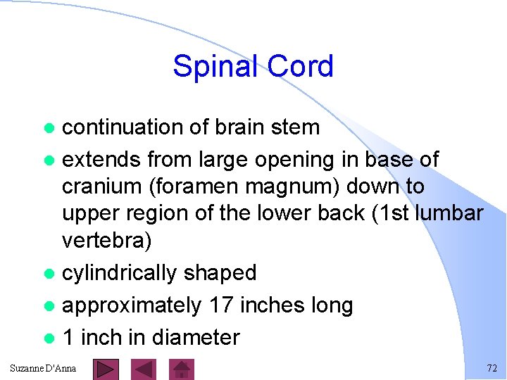 Spinal Cord continuation of brain stem l extends from large opening in base of