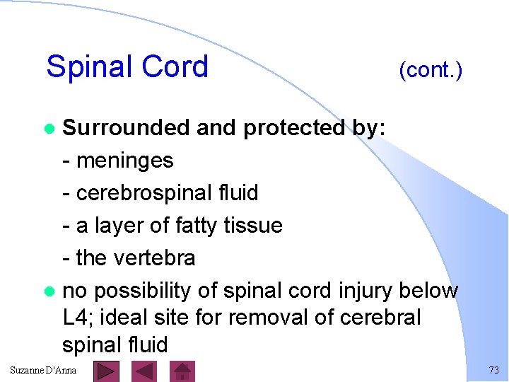 Spinal Cord (cont. ) Surrounded and protected by: - meninges - cerebrospinal fluid -